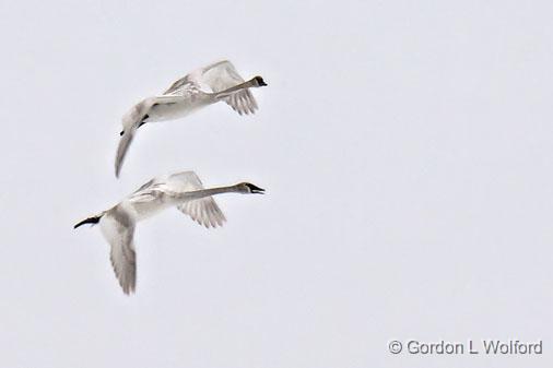 Swans In Flight_21977.jpg - Trumpeter Swan (Cygnus buccinator) photographed along the Rideau Canal Waterway at the Swale in Smiths Falls, Ontario, Canada. 